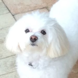 Meet your Posher, Joan